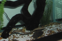 My Prized Freshwater Moray (View 4)