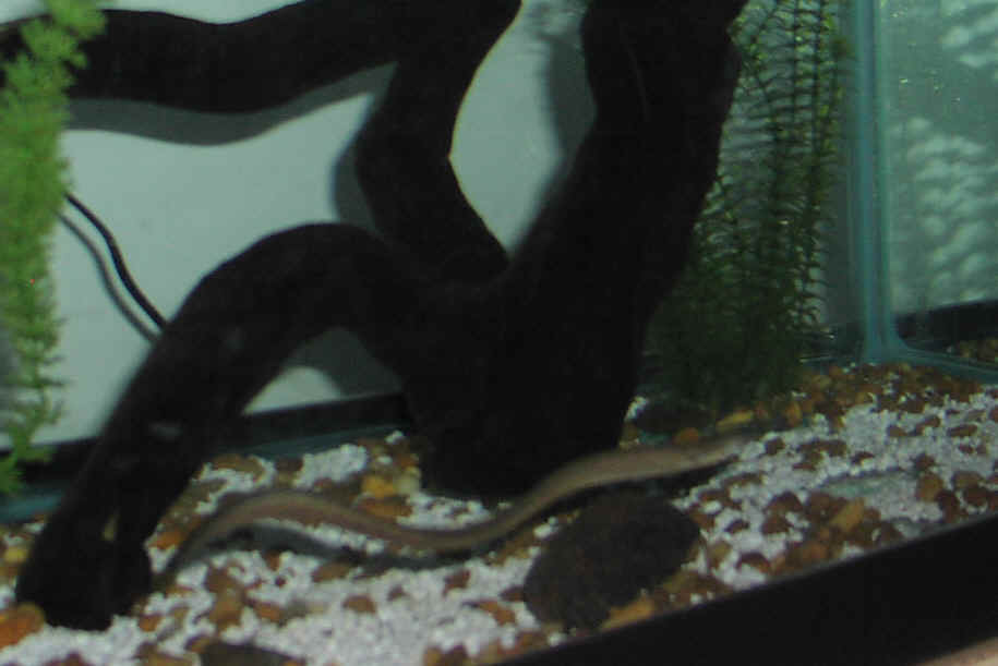 My Prized Freshwater Moray (View 4)