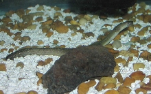 My Prized Freshwater Moray