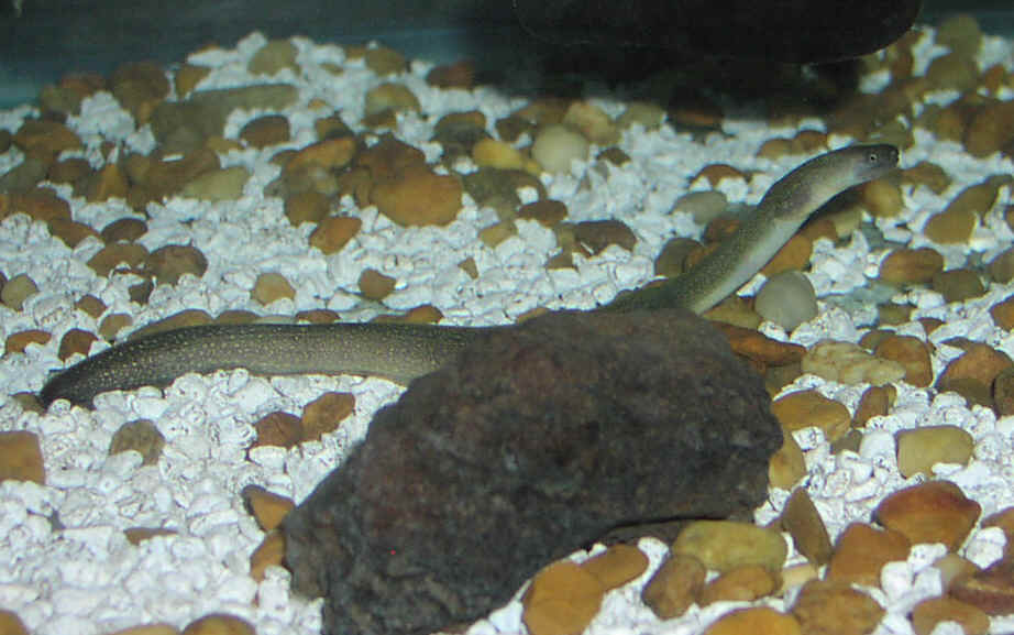 My Prized Freshwater Moray
