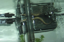 My Prized Freshwater Moray (View 3)