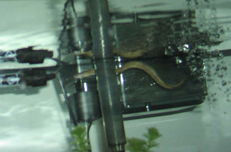 My Prized Freshwater Moray (View 3)