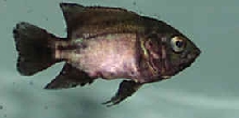 Iridescent Oscar