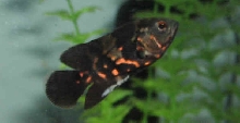 Tiger Oscar