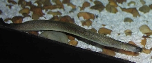 My Prized Freshwater Moray (View 2)