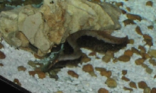 Spiny Eel