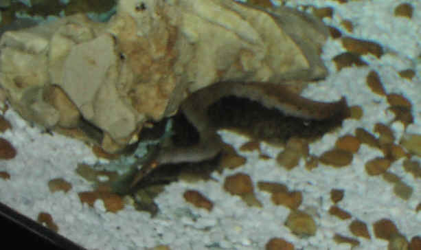 Spiny Eel