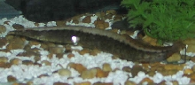 Spiny Eel (View 2)