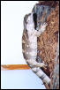 female albigularis