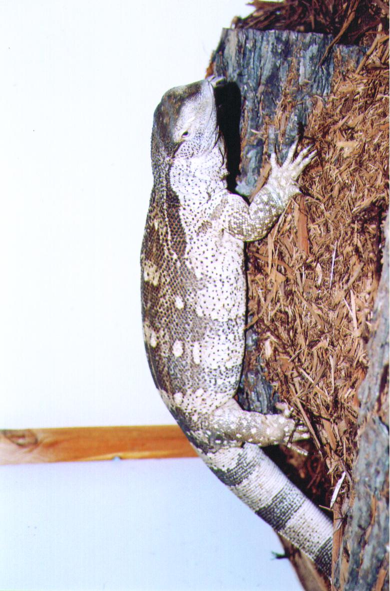 female albigularis