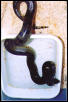 female green anaconda