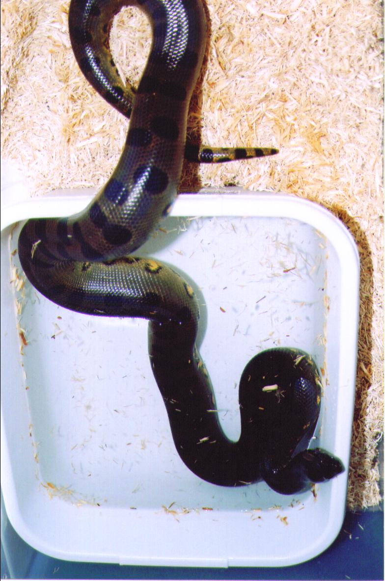 female green anaconda