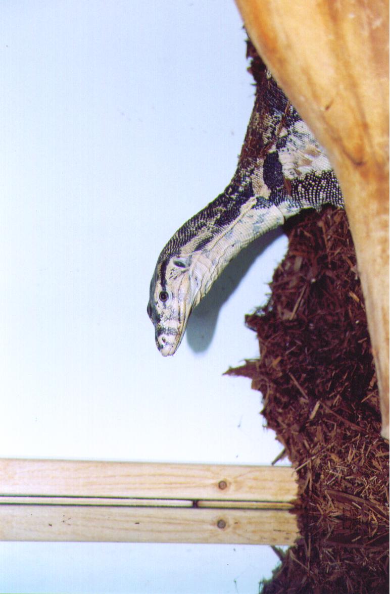 female salvitor