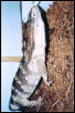 male albigularis