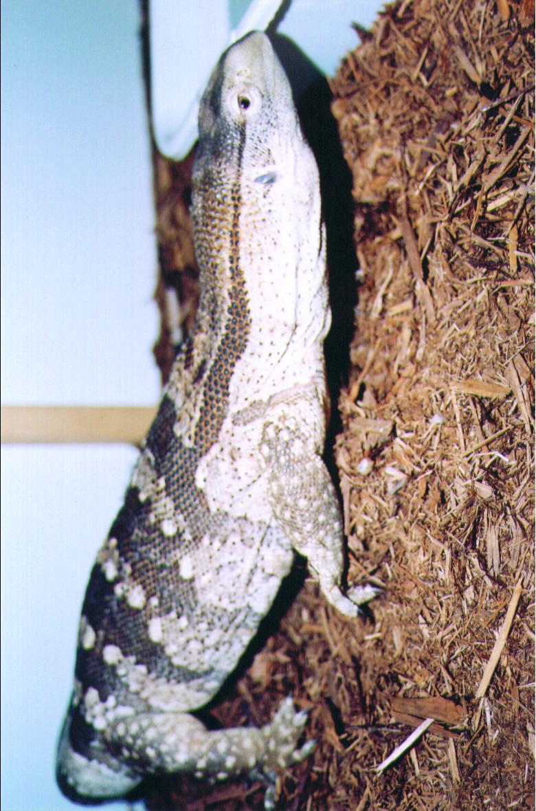 male albigularis