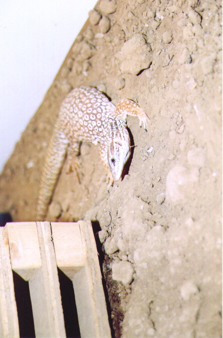 y. ackie 2
