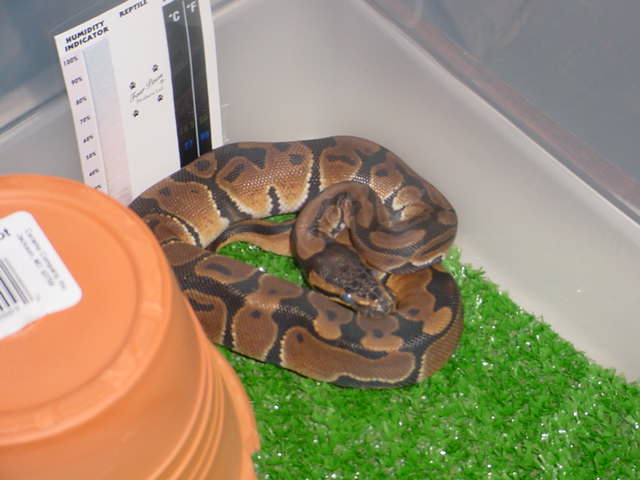 Scout