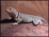 shedding