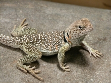 kerbi 1006