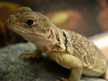 kora