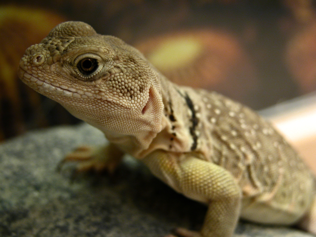 kora