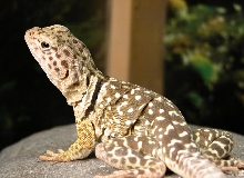 koko