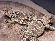 kerbi & alona