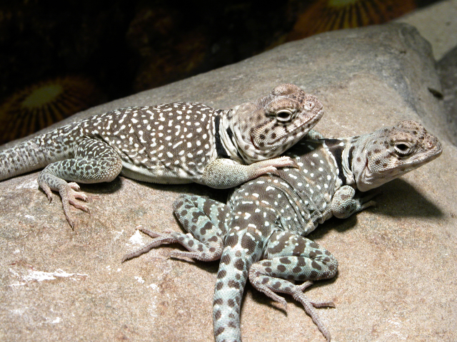 kerbi&alona