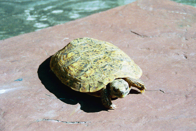 Female #1