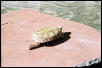 Female #2