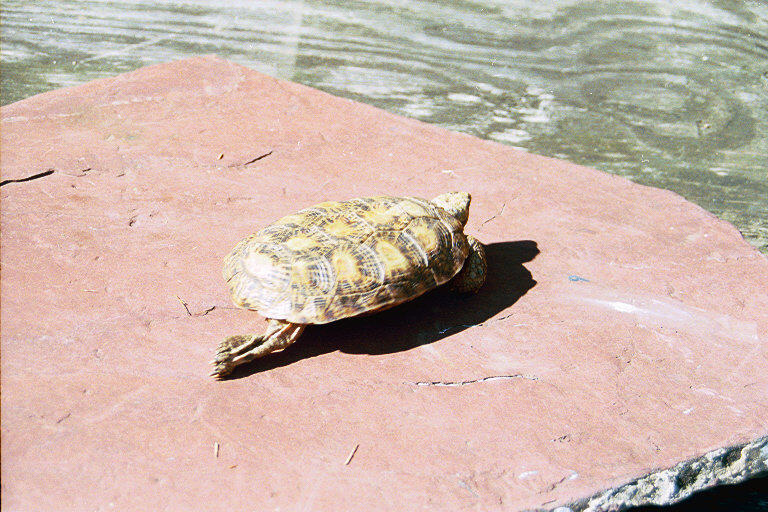 Female #2