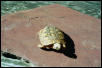 Female #3