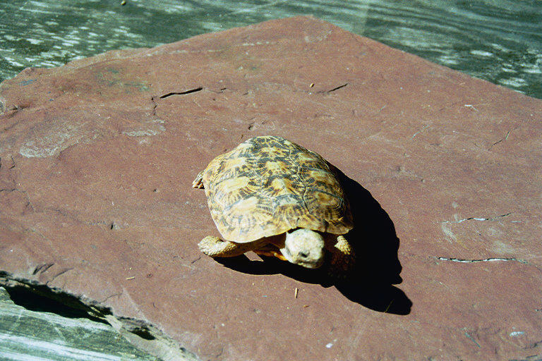 Female #3