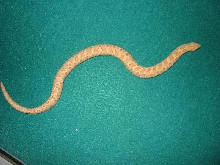 Pink Pastel Hognose
