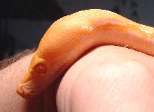 Albino Retic