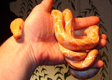 Albino  Retic
