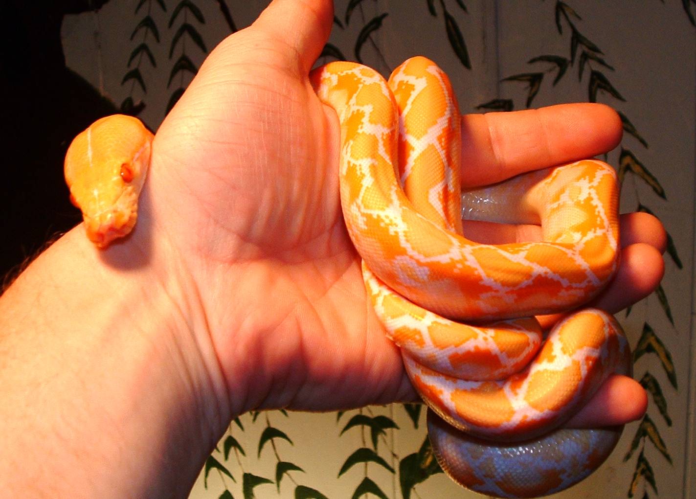 Albino  Retic