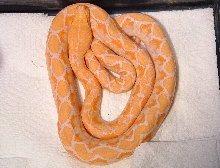 Albino Retic