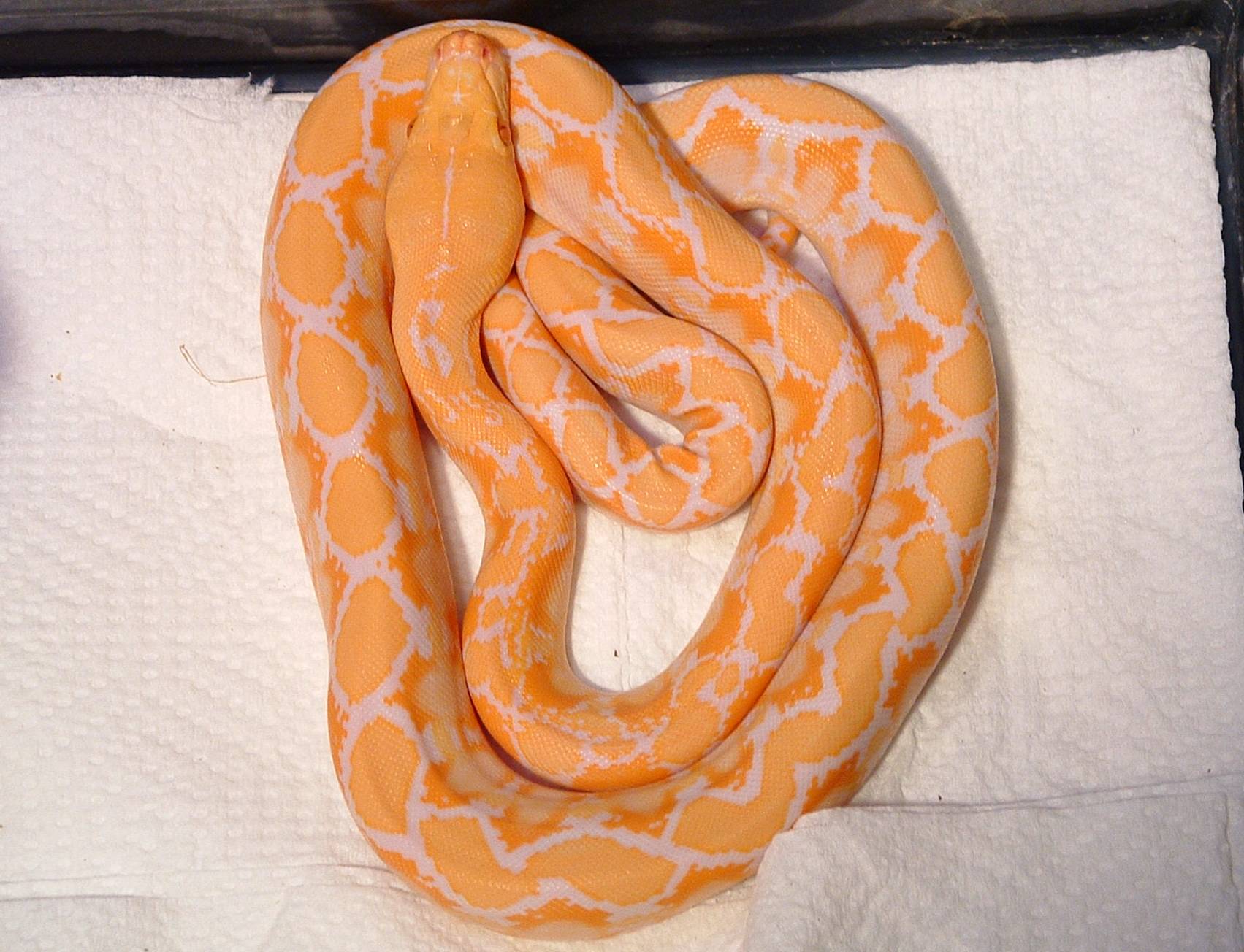 Albino Retic