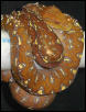 wamena juvie
