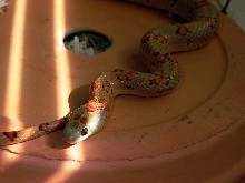 '03 Thayeri Female