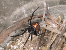 brown widow 4