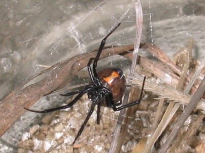 brown widow 4