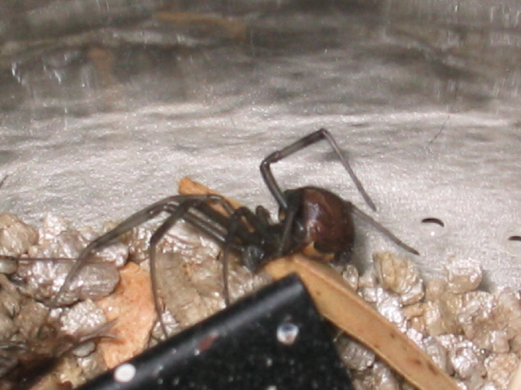 Brown widow 3