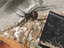 Widow 3