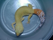 Clementine