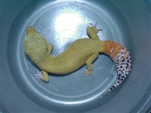Clementine 2