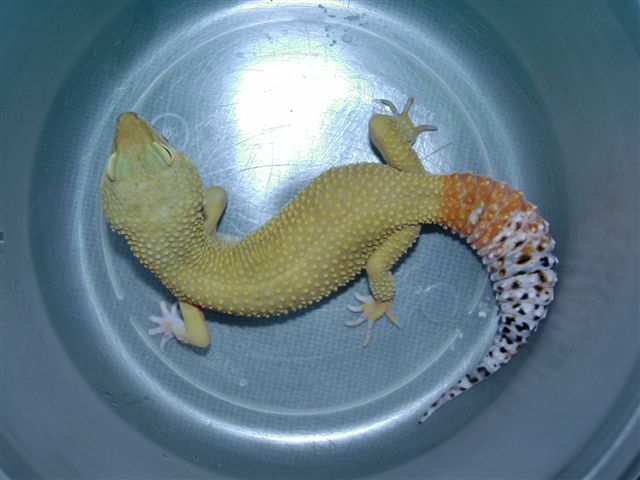Clementine 2