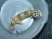 Peter