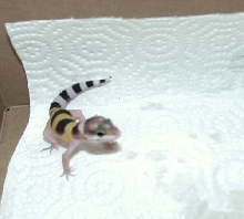 baby leopard gecko